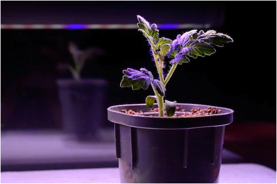 5 Must Buy Best LED Grow Lights in 2022